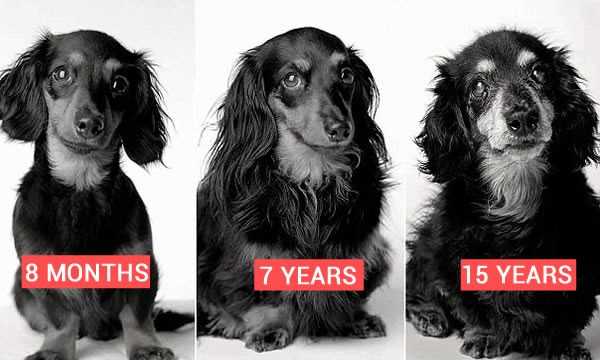 На что обращать внимание при старении собаки? | животные | школажизни.ру
