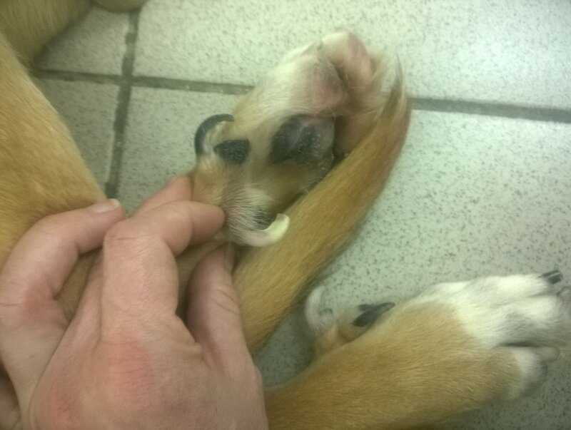 Прибылые пальцы у собак: что это?
