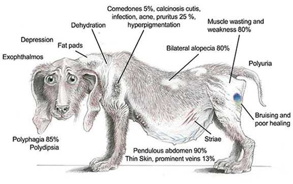 Как понять, что собака болеет: сколько может не есть, когда болеет, какой должен быть нос, температура, десны у здоровой, и как питомцы влияют на здоровье человека?