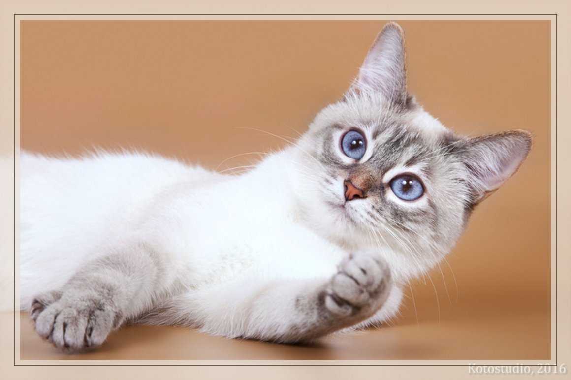 Тайские кошки окраса сил-тебби-пойнт