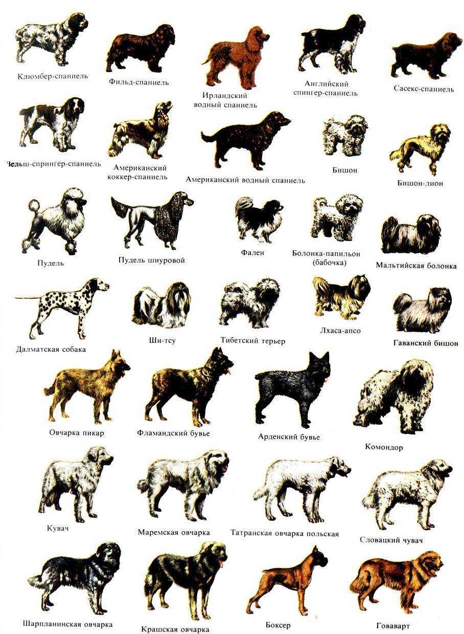 Какие породы собак были выведены в россии
