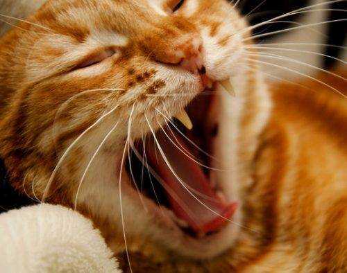 Почему у кота текут слюни изо рта?