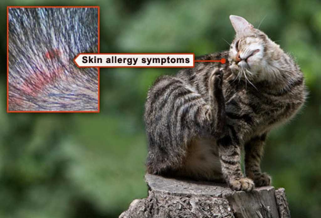 Как проявляется аллергия на корм у кошек?