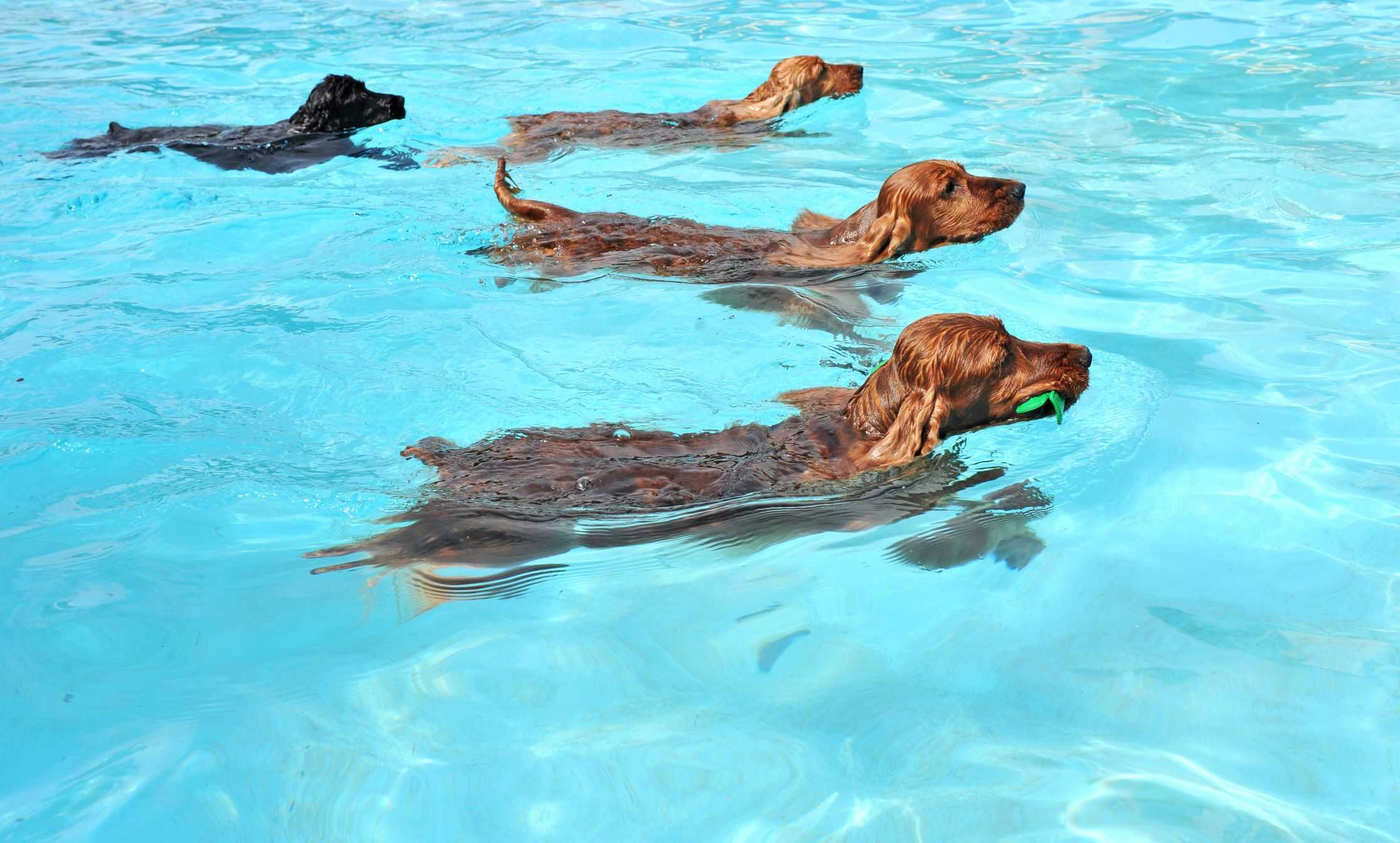 Как научить собаку плавать