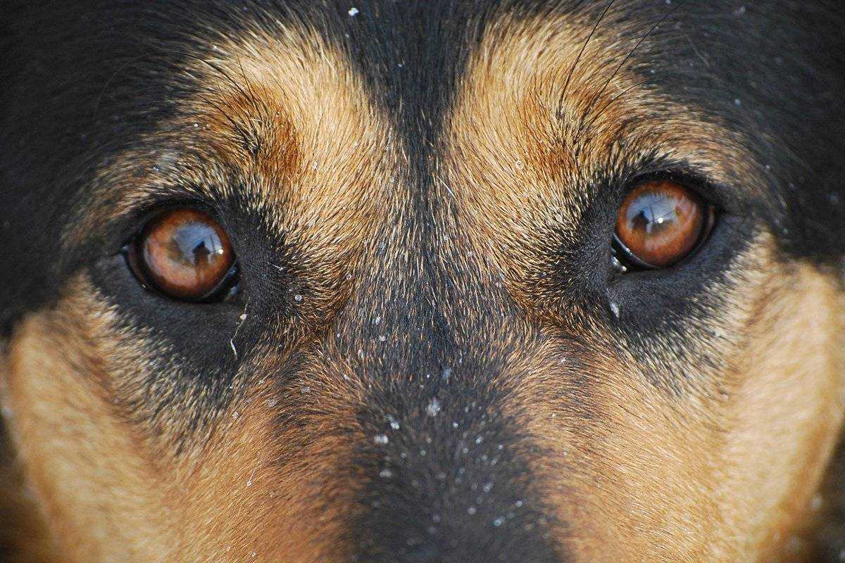 Слезятся глаза у собаки: причины и что делать