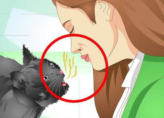 Носовое кровотечение у кошек