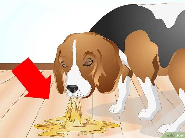Почему собаку рвет после еды непереваренной пищей и что делать?