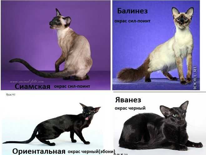 Тайская и сиамская кошки: сходства и отличия