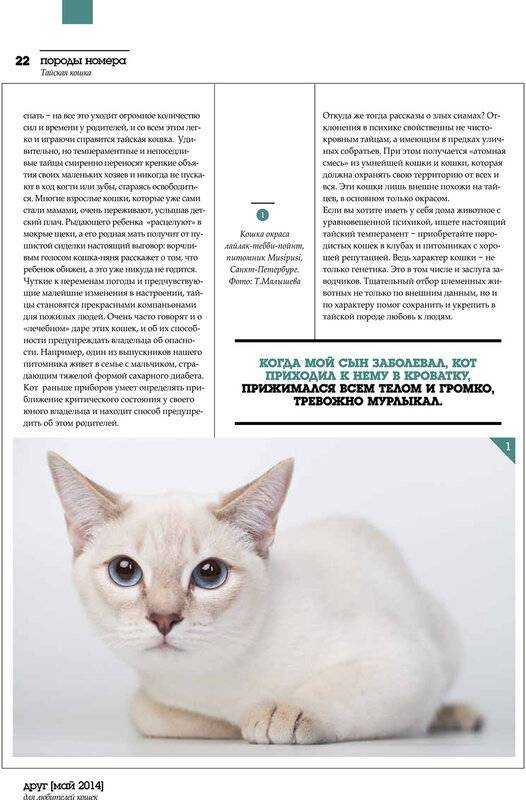 Яванская кошка фото и описание породы яванез