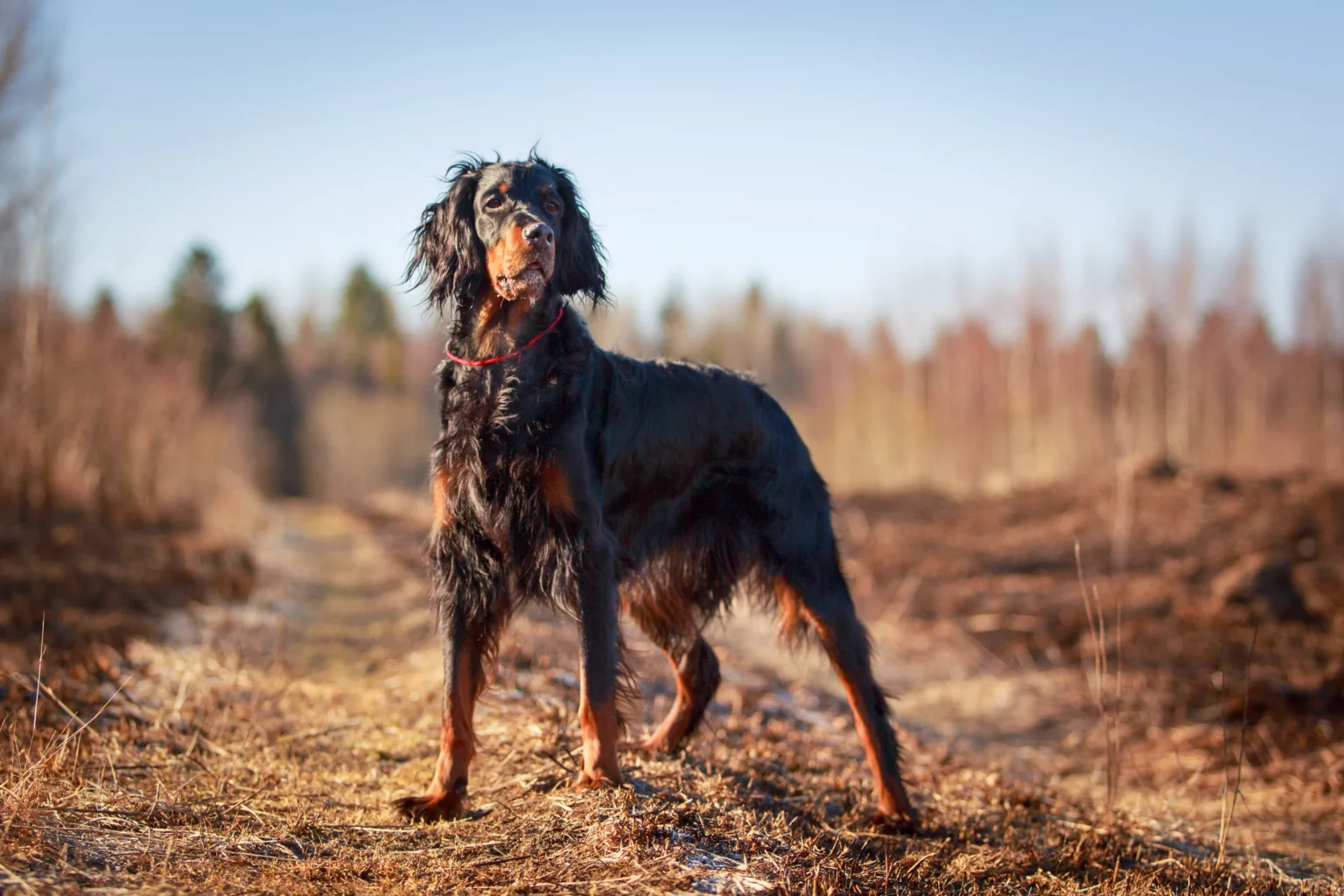 Описание породы собак шотландский сеттер: характер, уход, предназначение