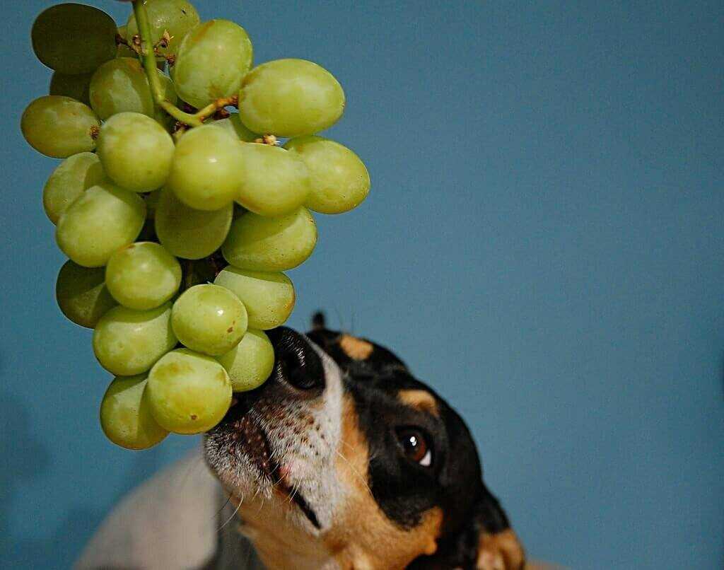 Внимание, всем кто интересуется, можно ли собакам виноград. ответ: категорически нет