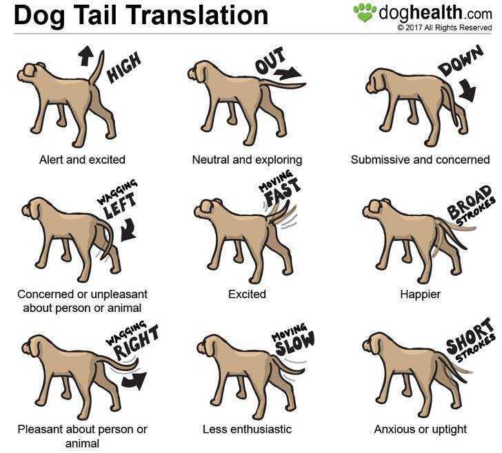 Как понять язык собаки