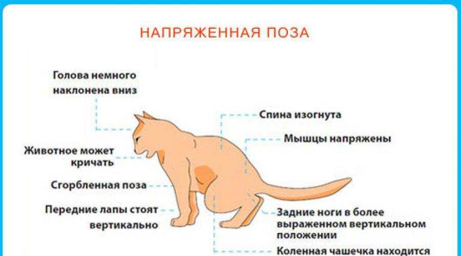 Асцит у кошек: описание, признаки, лечение, профилактика