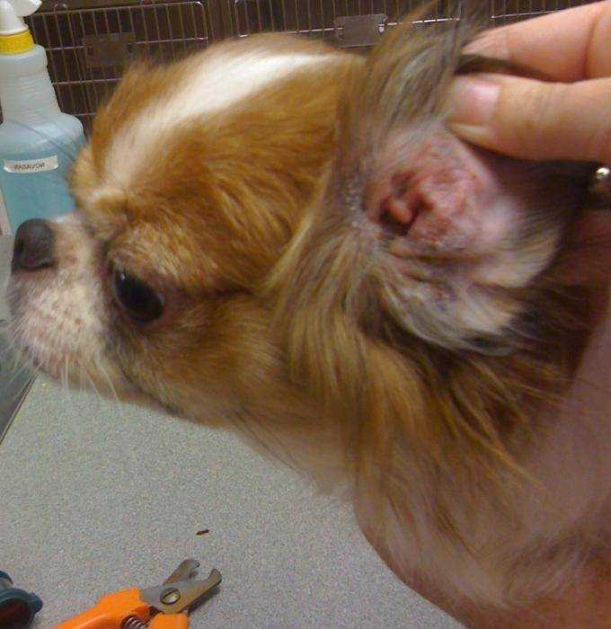 Ушной клещ у собак: диагностика, лечение | ваши питомцы