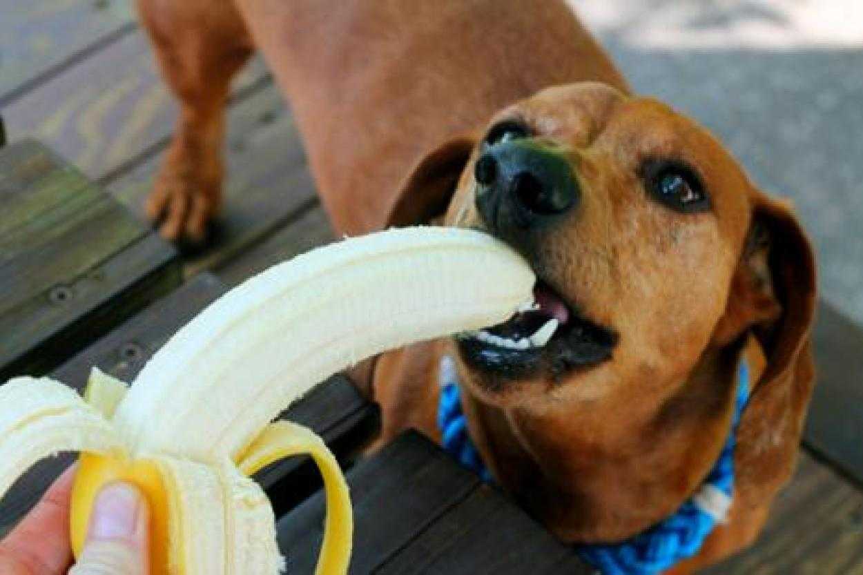 Могут ли собаки есть бананы