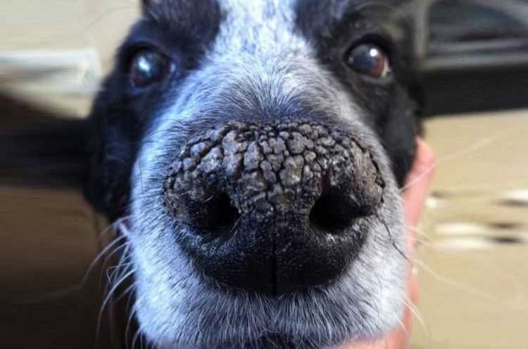 Почему у собаки светлеет нос: естественные и бытовые причины и патологии