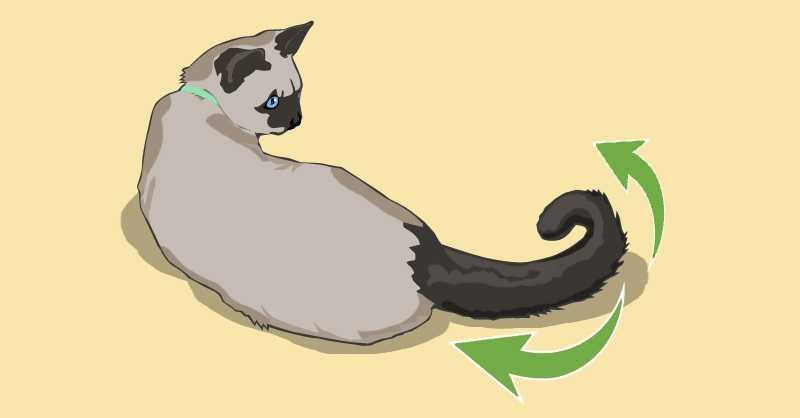 Почему кошки виляют хвостом или как понять своего питомца