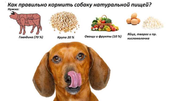 Чем нельзя кормить собаку?
