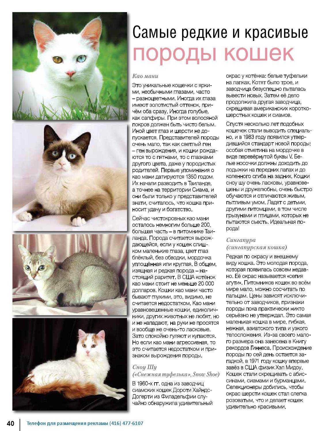 Кошка сноу шу: фото и описание породы