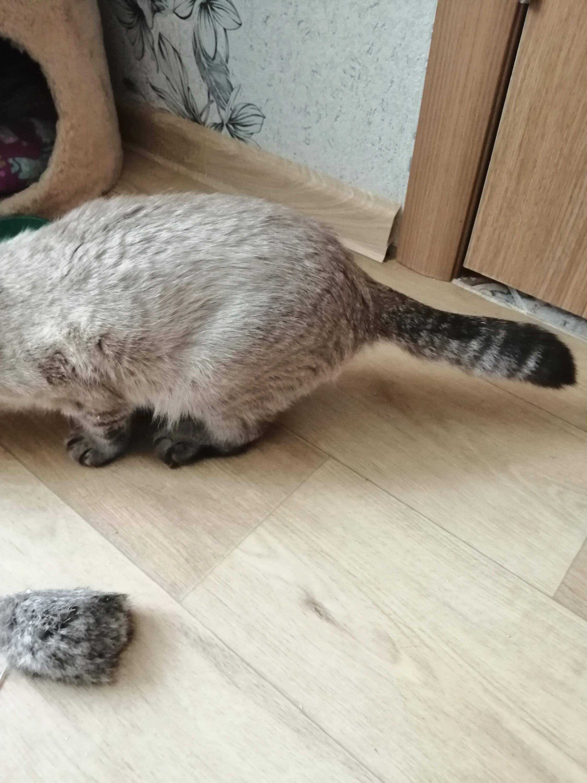 Кот британец хромает на заднюю лапу. почему кошка хромает на заднюю лапу без видимых повреждений: что делать
