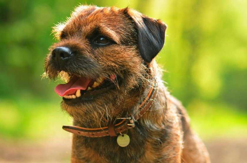 Бордер терьер — описание породы и советы как дрессировать собаку. 105 фото и рекомендации по выбору щенков