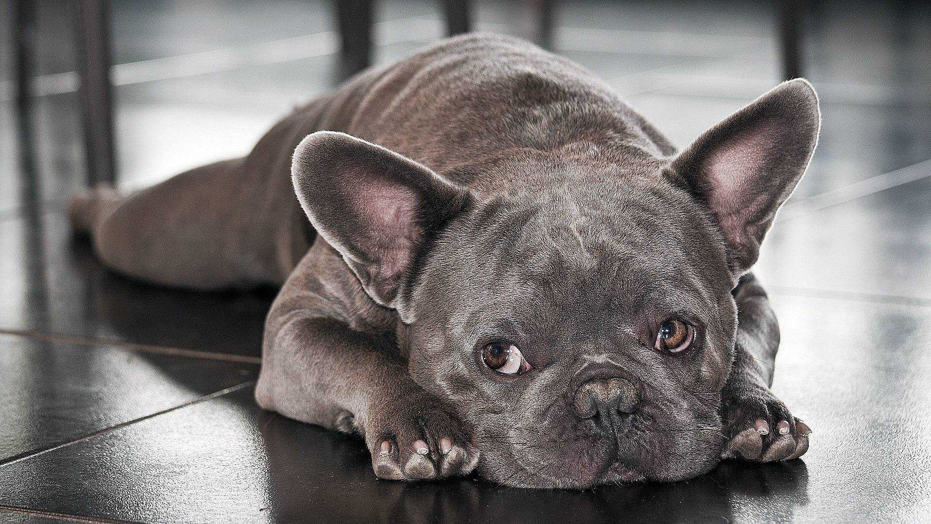 Французские породы собак — список с фотографиями и информацией
