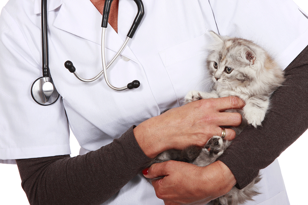 Поликистоз почек у кошки — как проявляется и что делать: стадии болезни и дальнейший прогноз