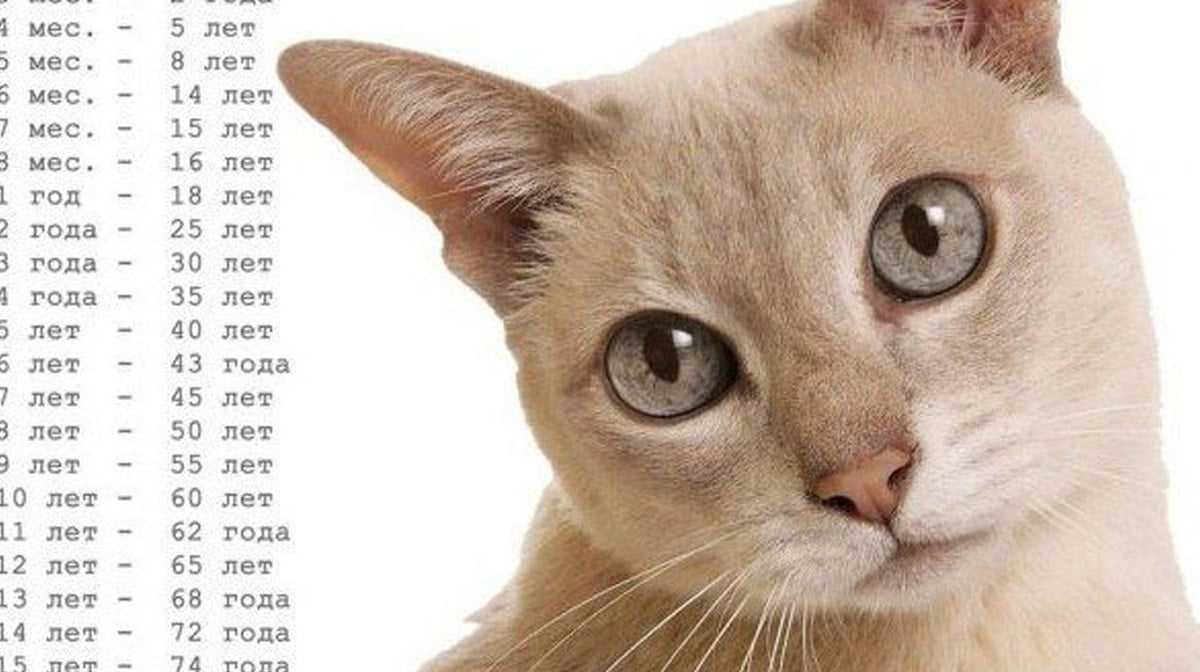 Вязка кошек: созревание, знакомство, спаривание, осложнения