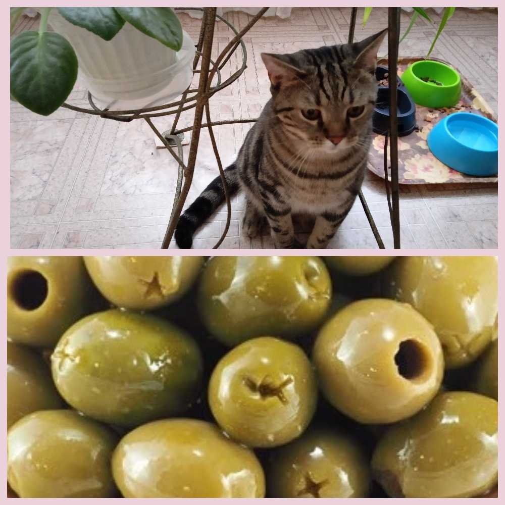 Почему коты любят оливки?