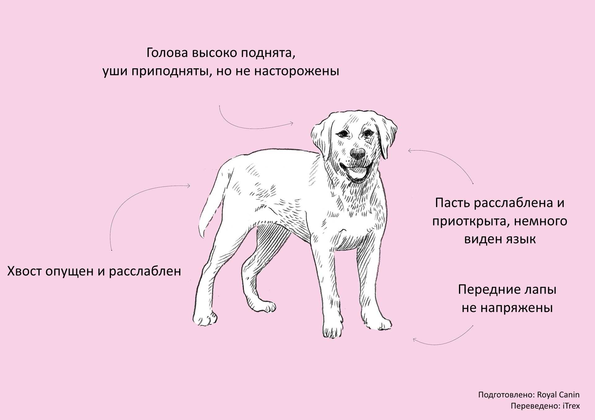 Собачьи эмоции: как ваша собака действительно чувствует о вас