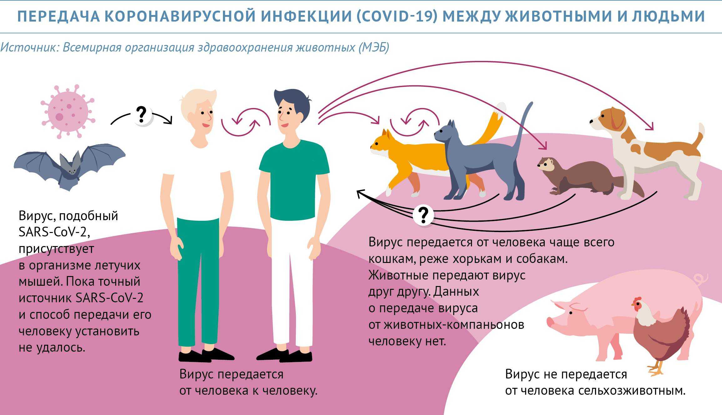 «данных мало». воронежские ветеринары – о коронавирусе и домашних животных