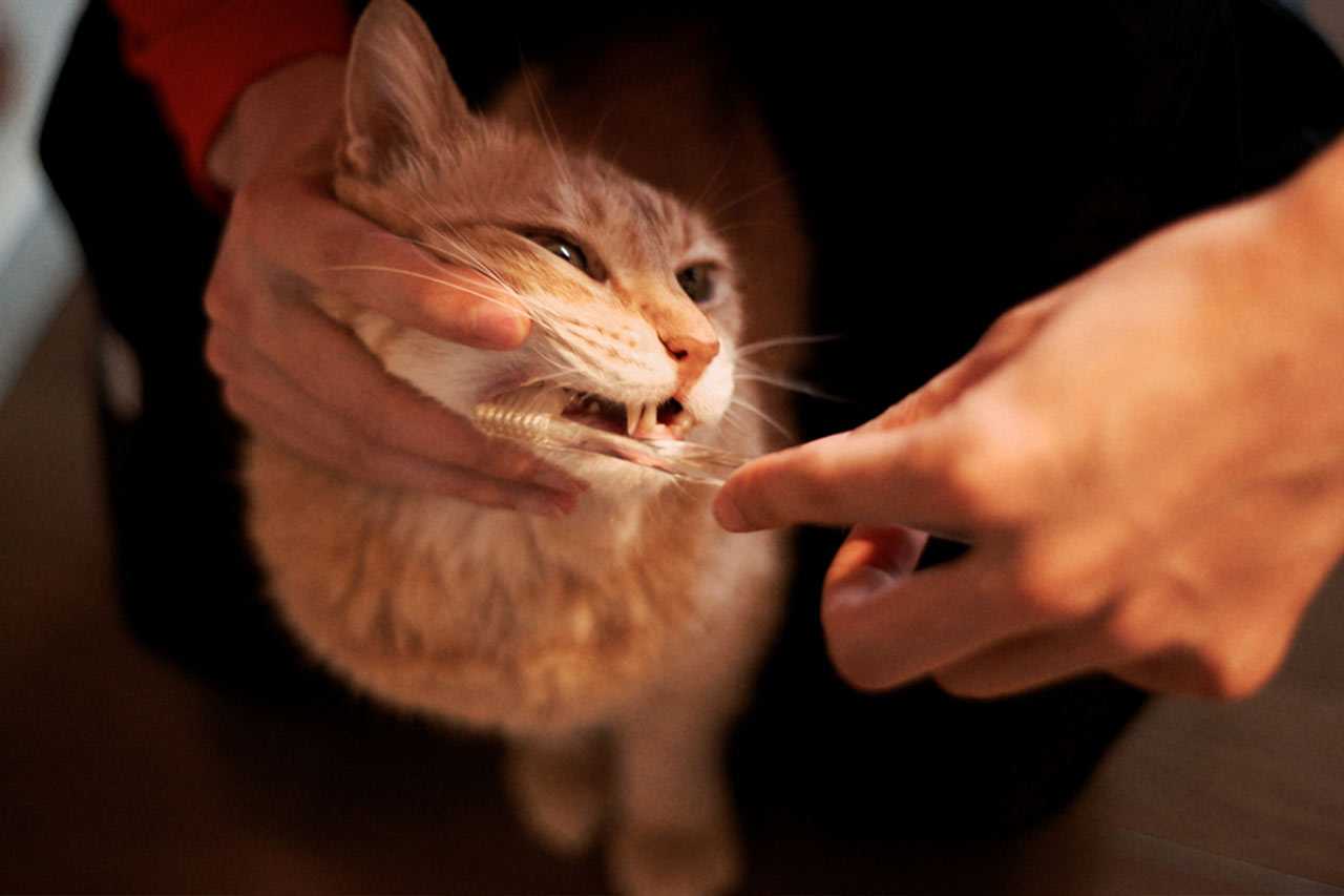 Как чистить зубы кошке — все о гигиене полости рта у кошек от а до я