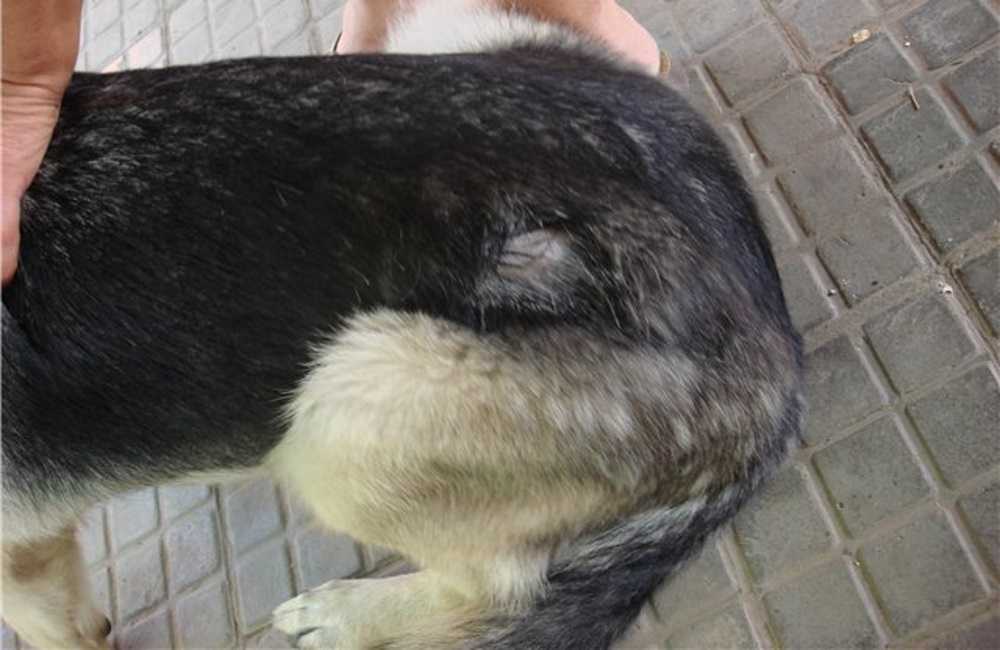 Собака лысеет и чешется: чем лечить при сильном зуде и выпадении шерсти, почему линяет и что нужно делать, если вылазит шерсть, причины и лечение