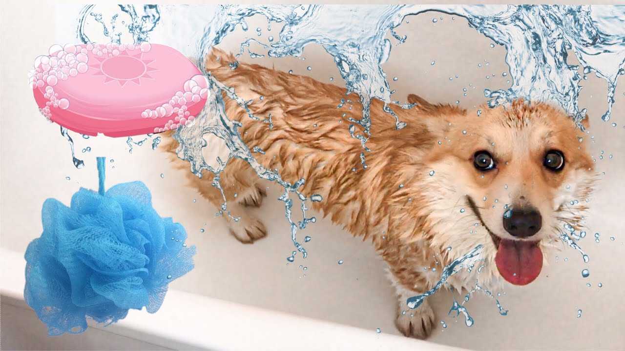Как правильно мыть собаку?