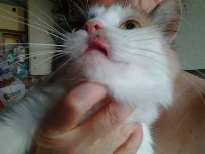 Опухла нижняя губа у кошки: причины, первая помощь, лечение
