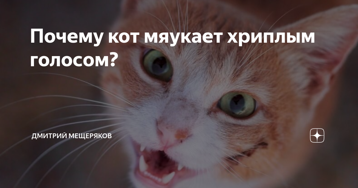 Кошки орут постоянно и без причины: что с этим делать