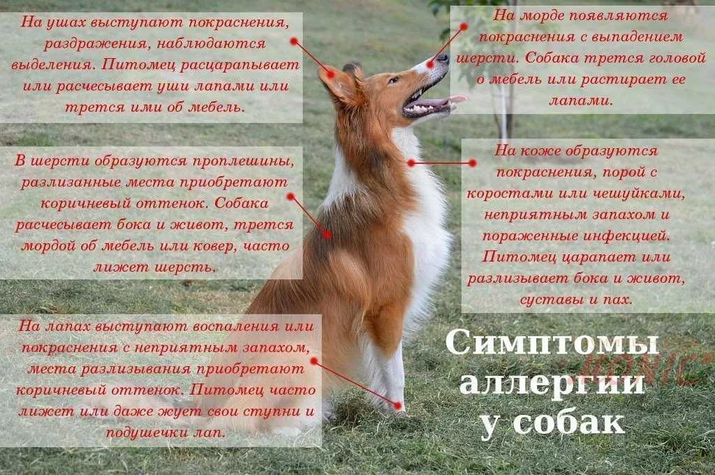 Пищевая аллергия у собак: признаки, симптомы, лечение, корм, диета