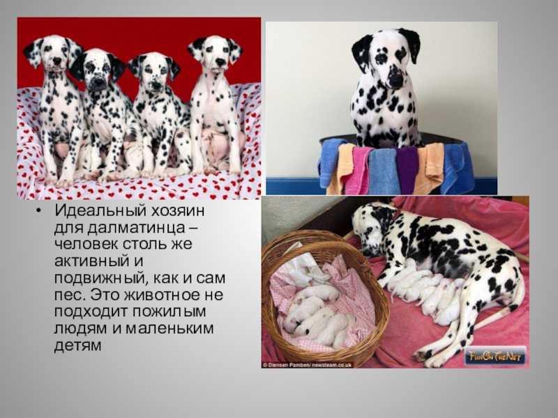 Описание породы далматин, особенности характера