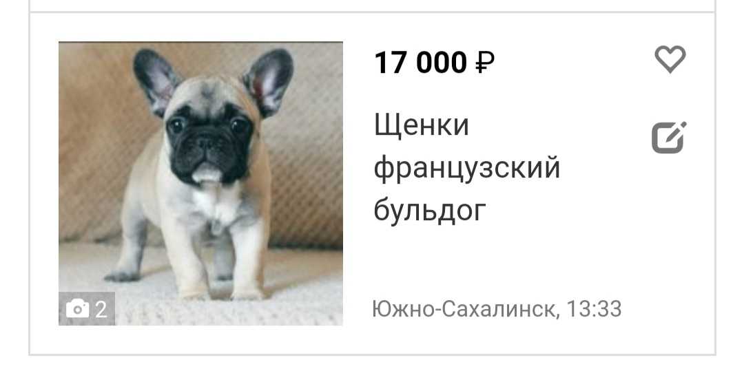 Французский бульдог — минусы и плюсы породы по отзывам владельцев, характеристика собаки