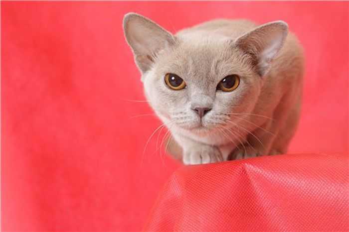Бурманская кошка — 140 фото, описание, основные сведения о содержании и характере кошки