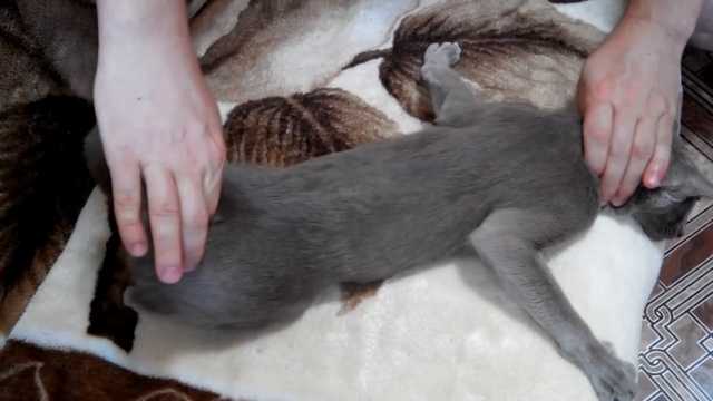 Сколько длится течка у кошек: первые признаки и сроки