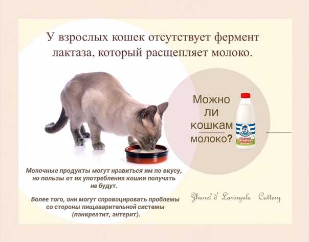 Замена кошачьего молока: особенности альтернативного кормления