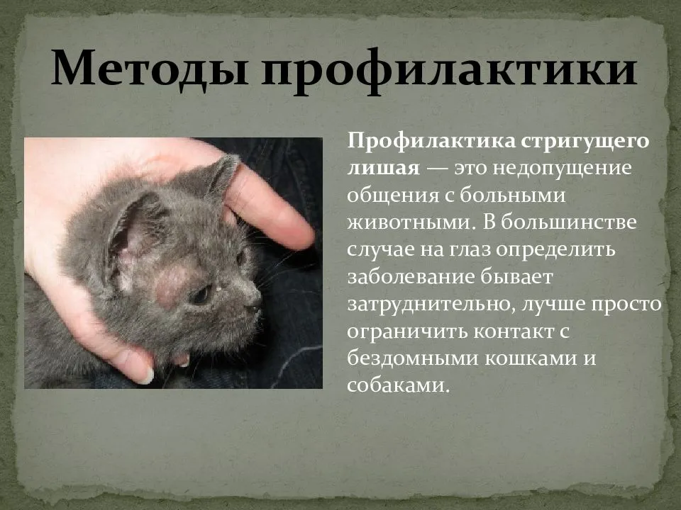 Болезни шотландских вислоухих кошек: список, симптомы