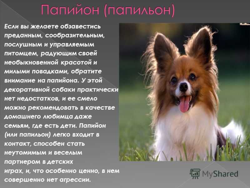 Папильон: порода собак, описание, как купать, уход, содержание, фото, плюсы и минусы - zoosecrets