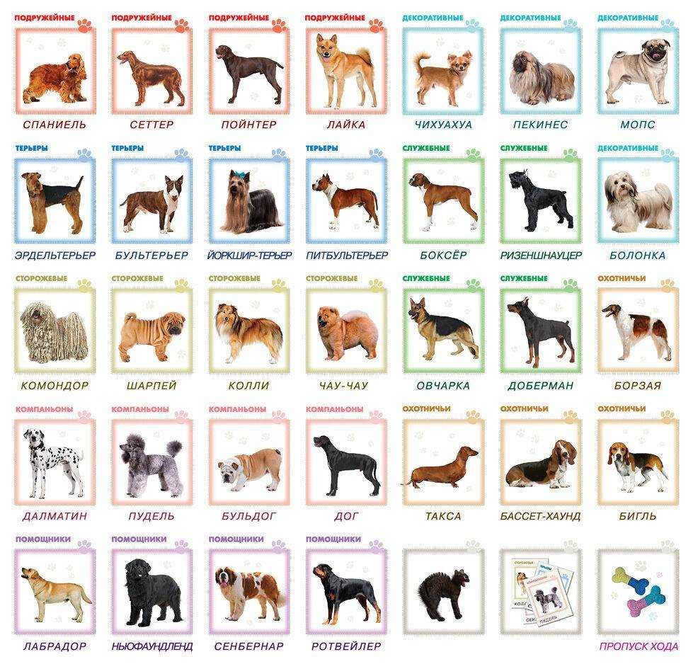Породы собак с фотографиями и названиями на русском