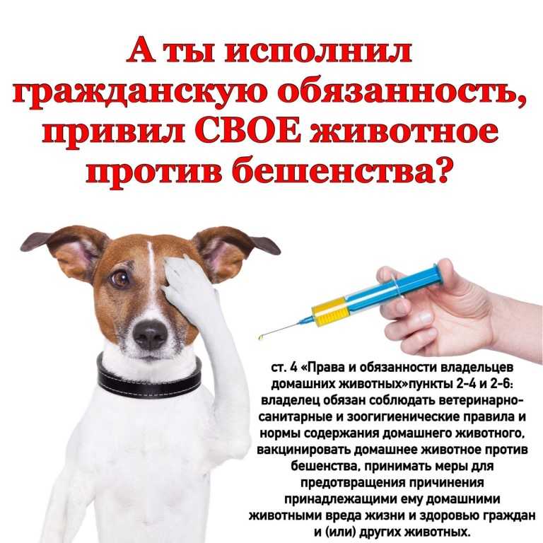 Почему у собаки текут слезы