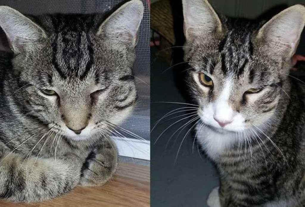 Что делать если кошку ужалила пчела или оса?