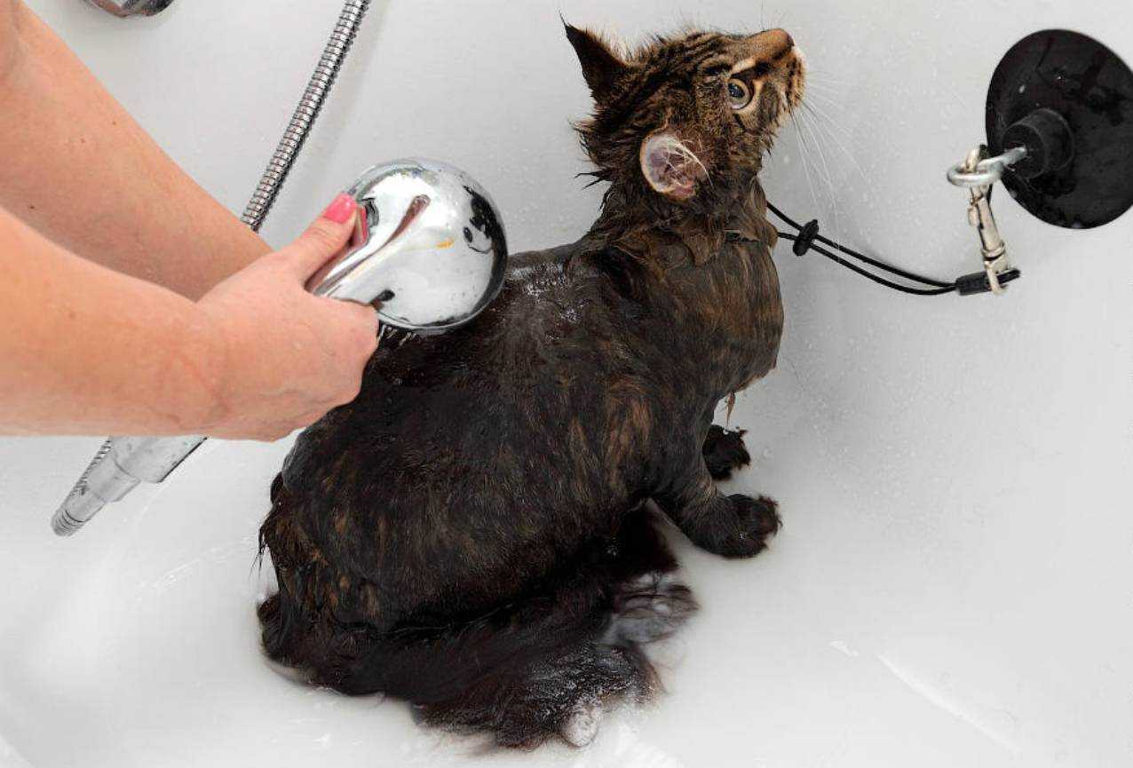 Кота моют в ванне. Приспособление для мытья кошек. Присоска для мытья кошек. Присоска для ванной для мытья кошек.