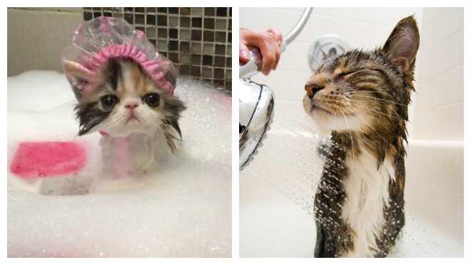 Как помыть кошку в первый раз?