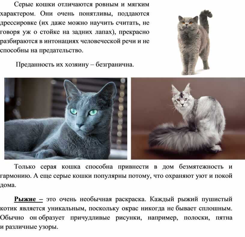 Какие особенности кошки. Характер кота. Породы кошек и характер. Характеры кошек по породам. Порода русская голубая кошка характер.